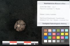 Foto (Objekt + Etikett) von Pleioclinis couchmani F.V. Mueller (NHMW-GEO-2024-0188-10469)